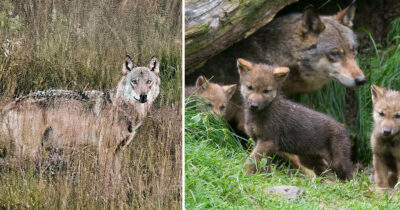 Finn mødte 7 ulve på sin vej