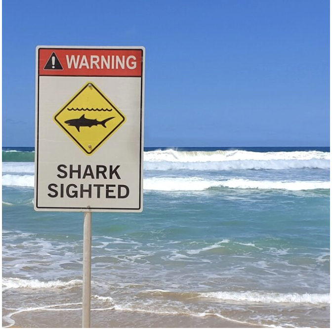 En haj blev spottet på stranden. 