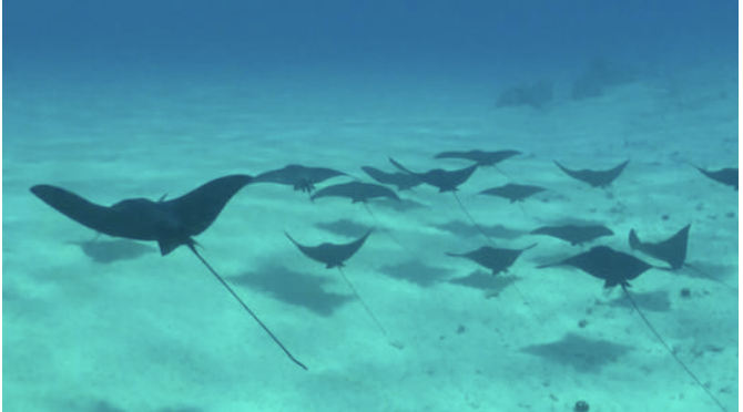 En haj blev spottet på stranden. 