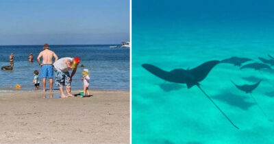 En haj blev muligvis spottet på foto.