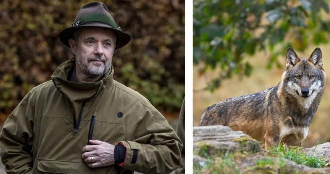 Kong Frederik og en ulv