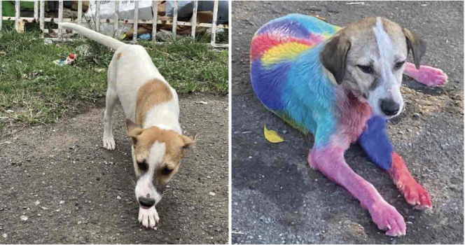 Hunden Chantal blev ramt af malingangreb.