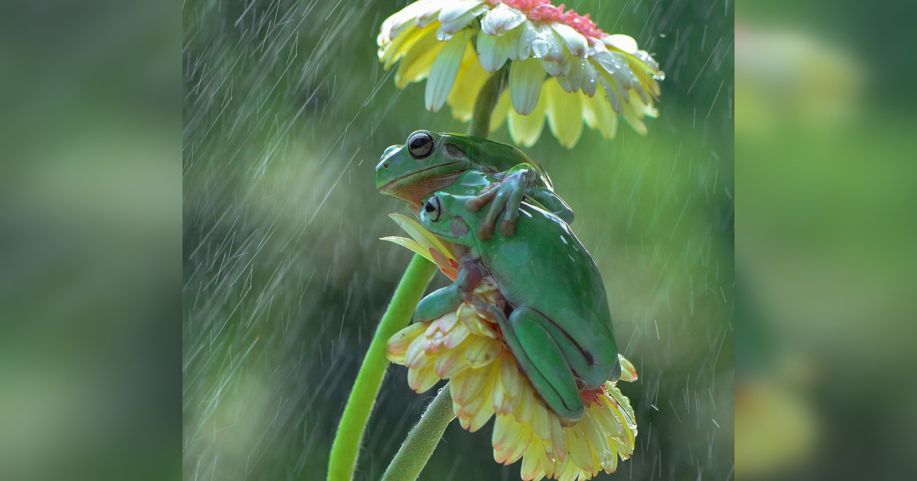 Tierfotograf fotografiert zwei Frösche, die sich im Regen umarmen