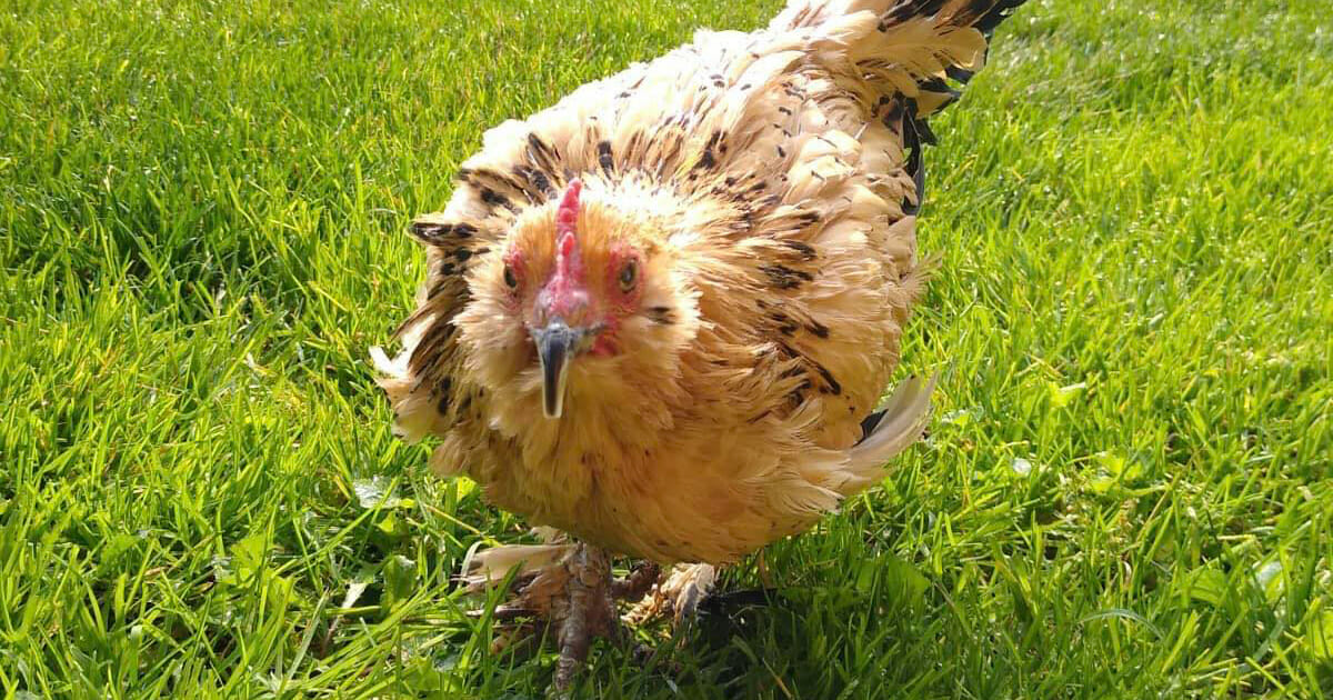 Die 21jährige Peanut ist offiziell das älteste Huhn der Welt