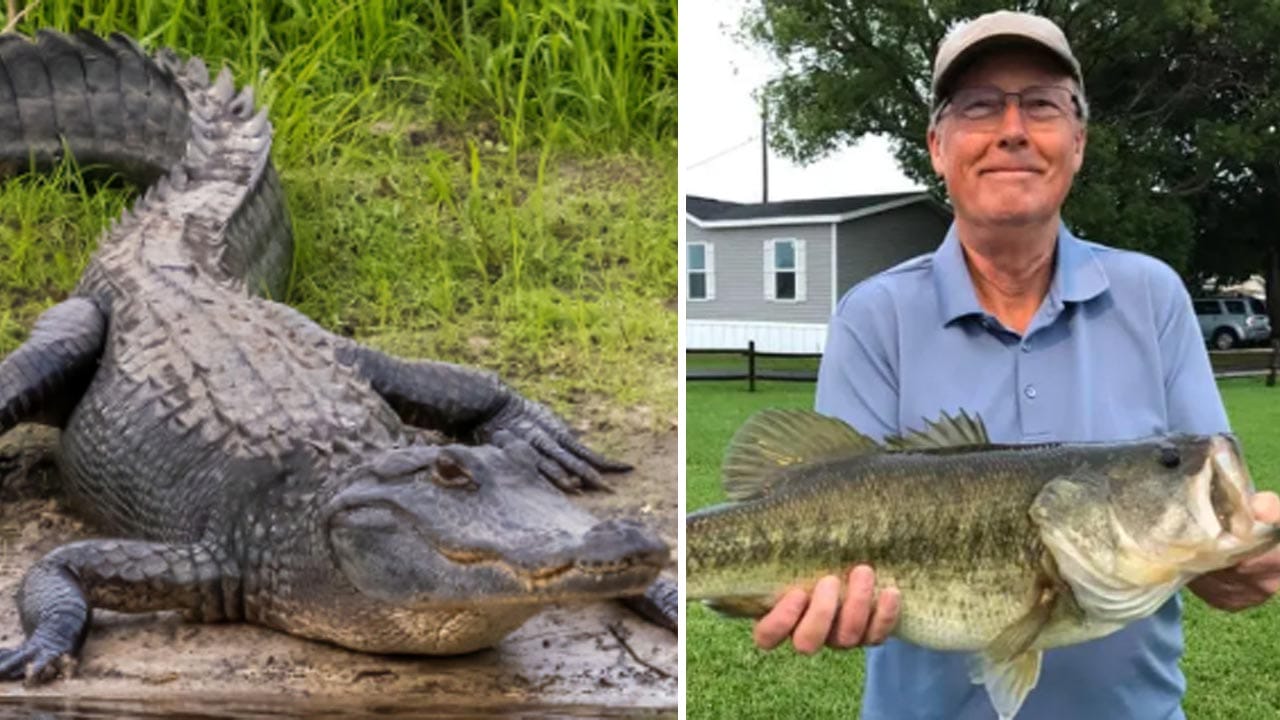 I need more content to translate. "Steven Hamilton, alligator attack" appears to be just a topic/keyword phrase rather than a full article. Could you please provide the complete article text you'd like me to translate into German?