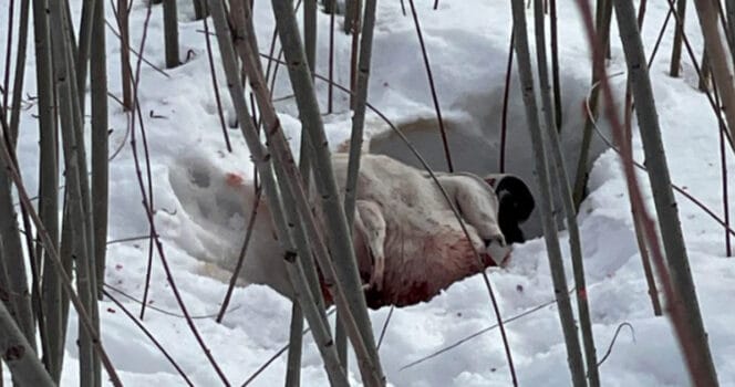 Cane sulla neve.