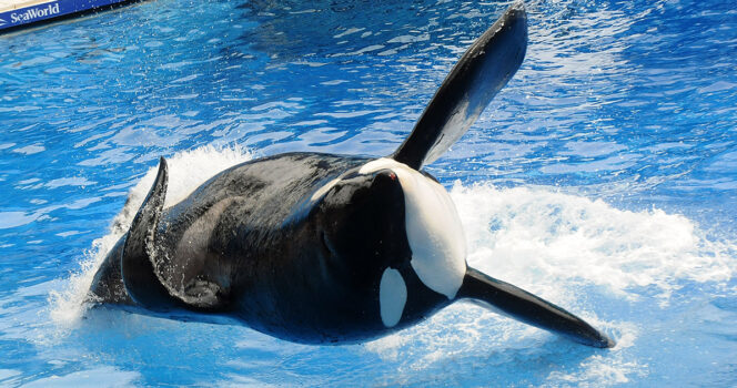 La balena assassina “Tilikum”.