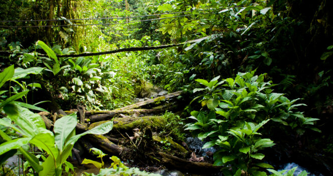 Foresta.