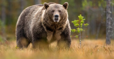 Immagine stock di orso bruno.