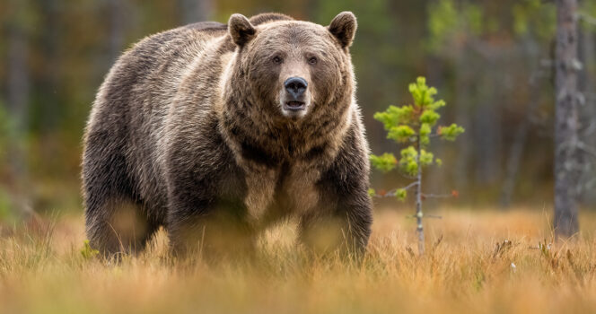 Immagine stock di orso bruno.