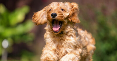 Cockapoo.