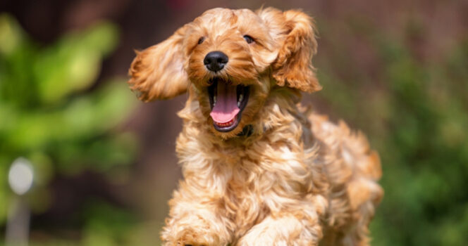 Cockapoo.