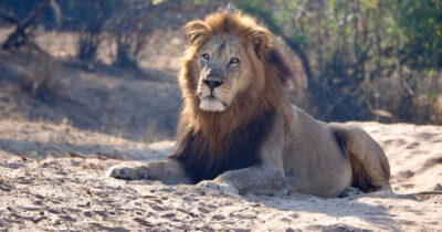 Leone.