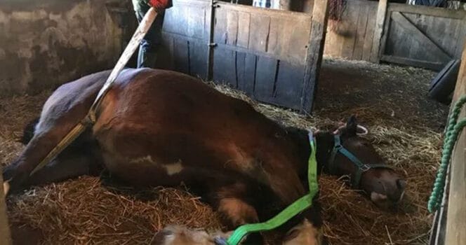 cavallo salva cavalla moribonda in un salvataggio miracoloso