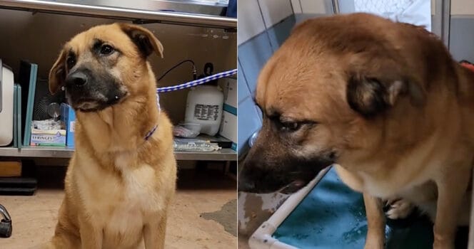 cane riportato al rifugio dopo 2 anni ha il cuore spezzato