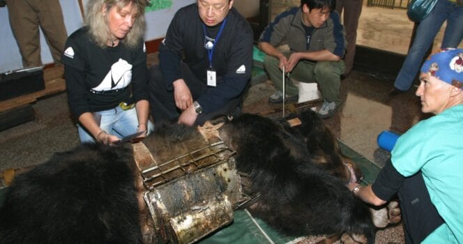 Cina: Orso libero dopo anni di tortura in fattoria della bile