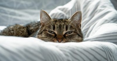 Gatto riposa sul letto.