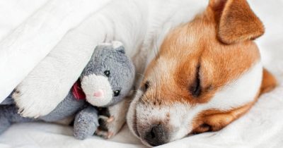 Cane dorme.