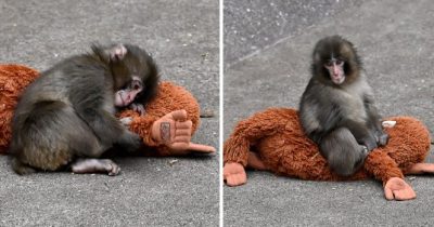 Il macaco Punch.