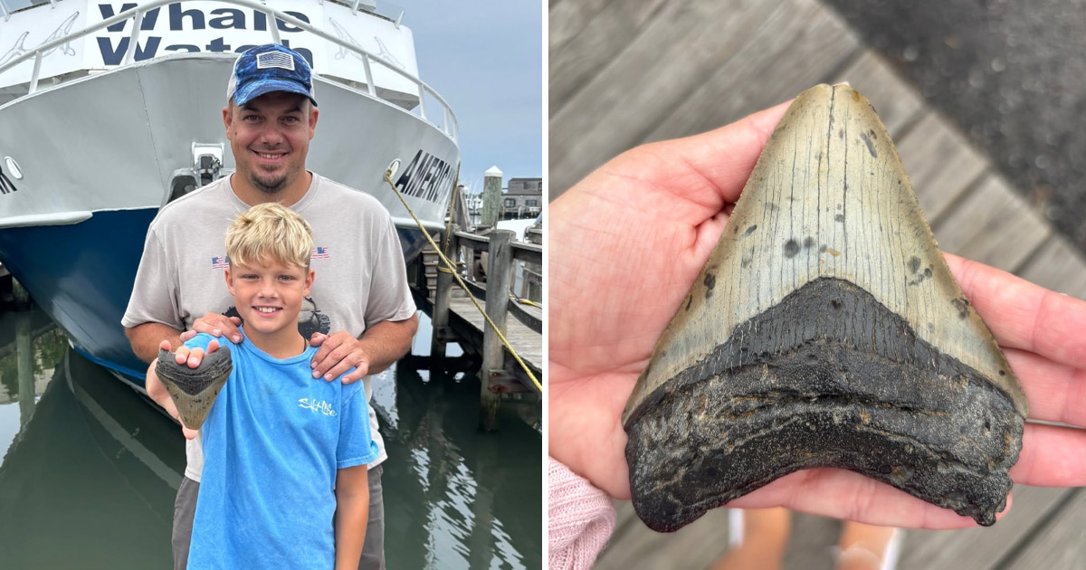 11enne trova dente di megalodonte estinto da milioni di anni da Newsner.it 11enne trova dente di megalodonte estinto da milioni di anni