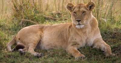 Una leonessa in Kenya. Credito: Getty Images