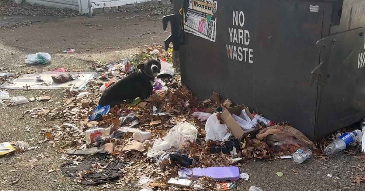 Hulpeloze hond vastgebonden aan afvalcontainer – dan besluiten ze het