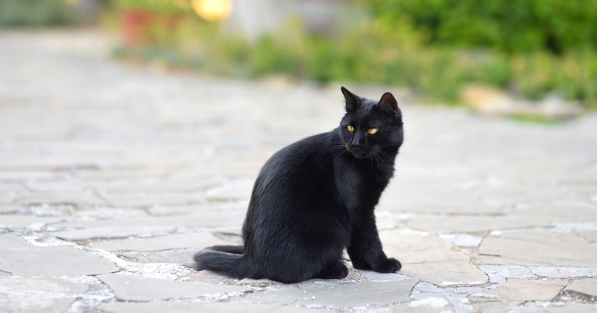 zwarte kat