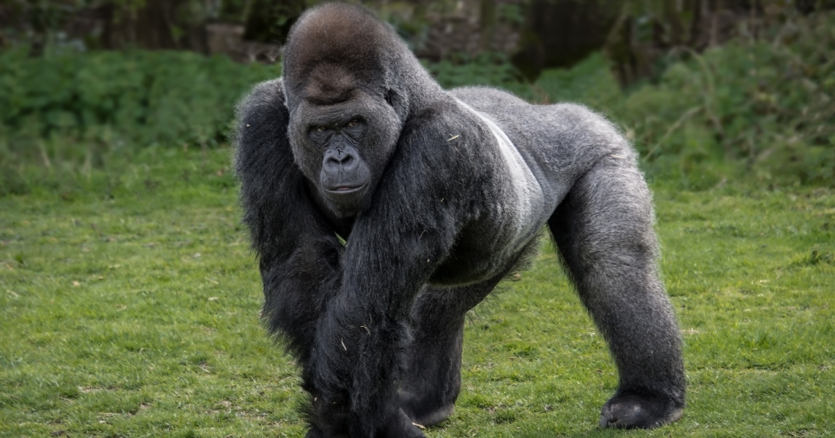 imposante gorilla