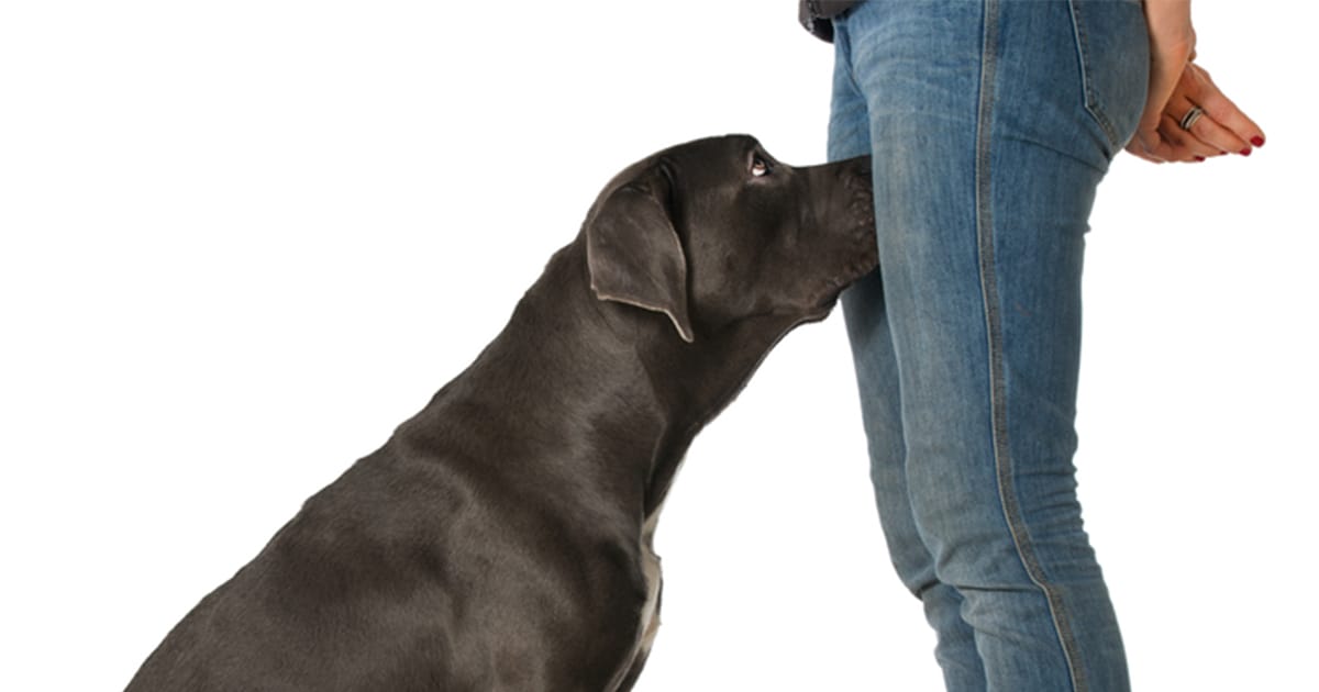 hond kruis ruiken