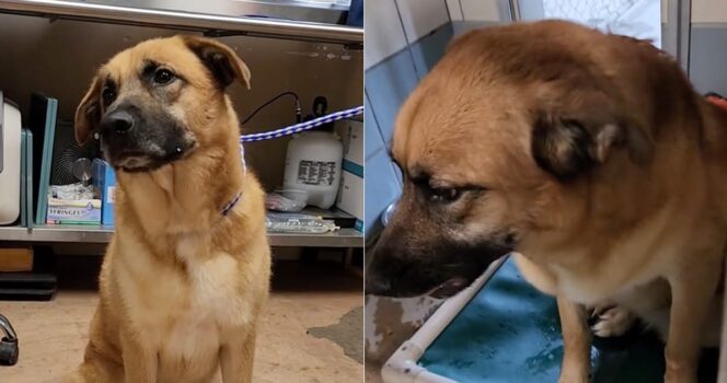 hond achtergelaten asiel