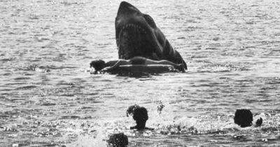 jaws scene haai