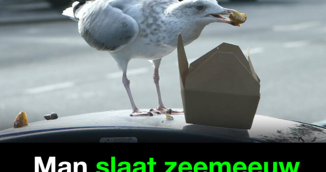 zeemeeuw