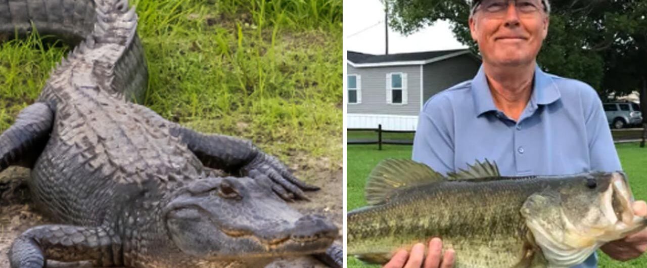 Steven Hamilton, alligatoraanval