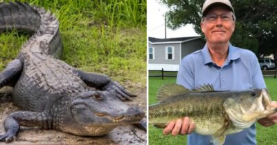 Steven Hamilton, alligatoraanval