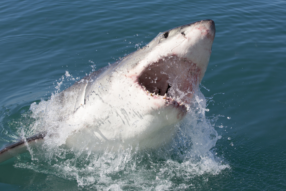 Een fotograaf legde een grote witte haai vast die in het water "loerde", slechts seconden voordat hij een surfer aanviel. Credit: Shutterstock