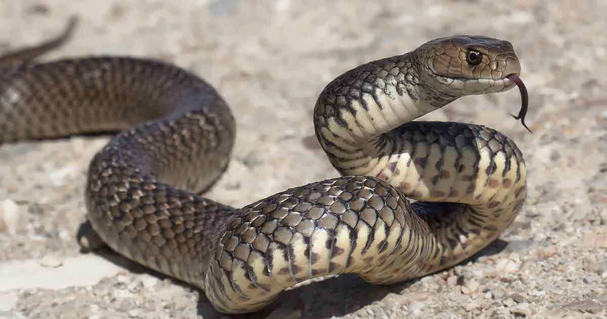 chien et cobra