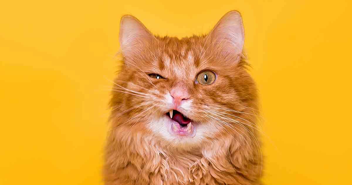 Chat