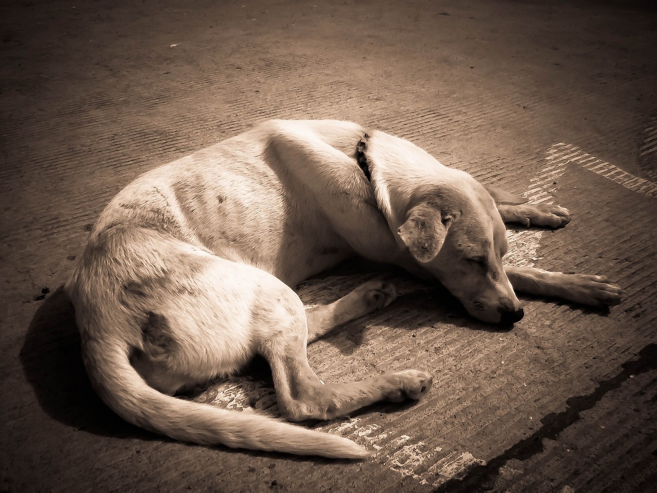 Chien maigre