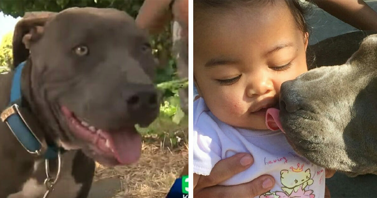 Une fillette et un pitbull
