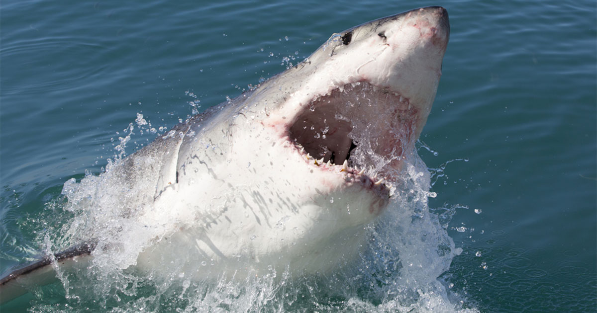 Requin