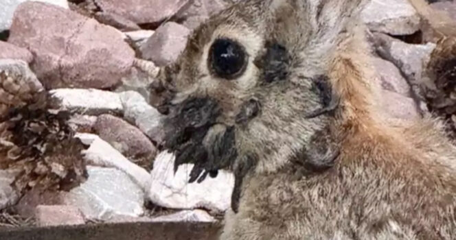 Lapin infecté
