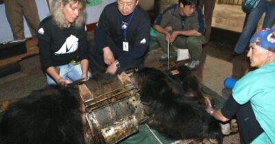 Sauvetage de Bear