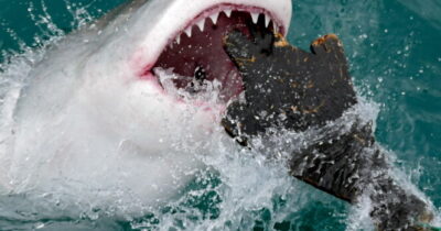Requin