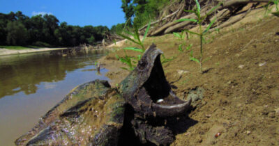 Alligator