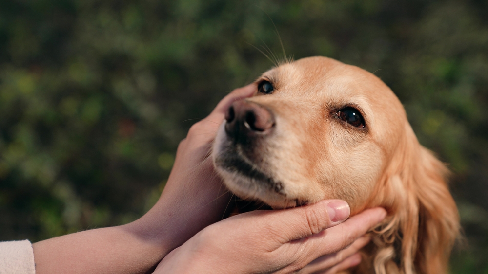 Animaux chien