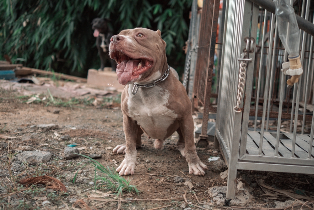 Pitbull