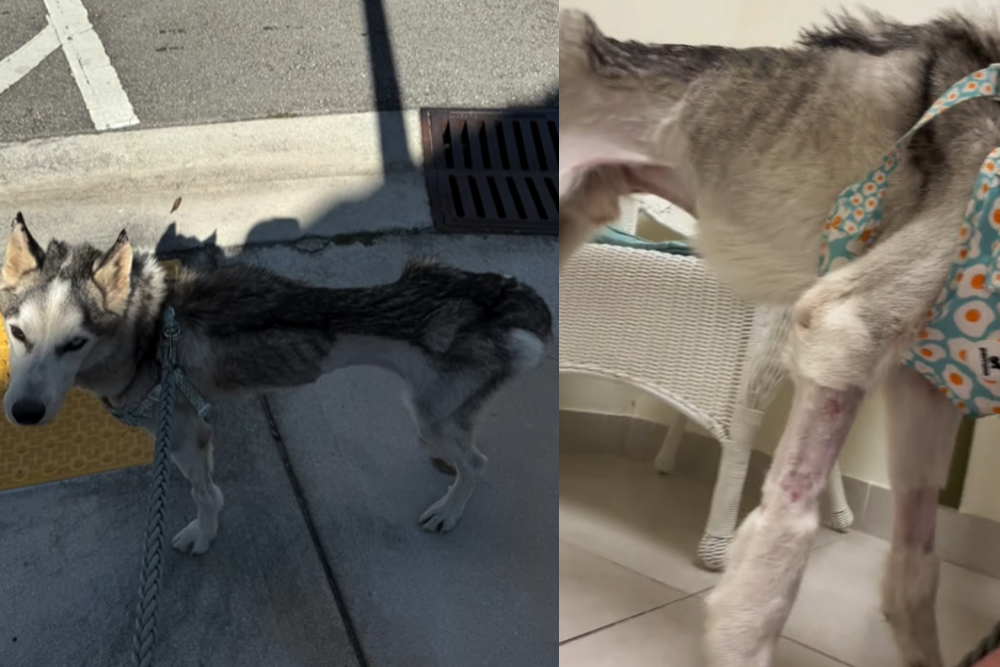 Chien