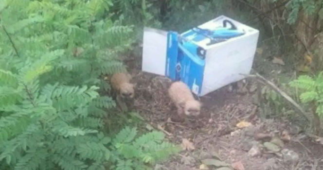 Chiots dans un carton