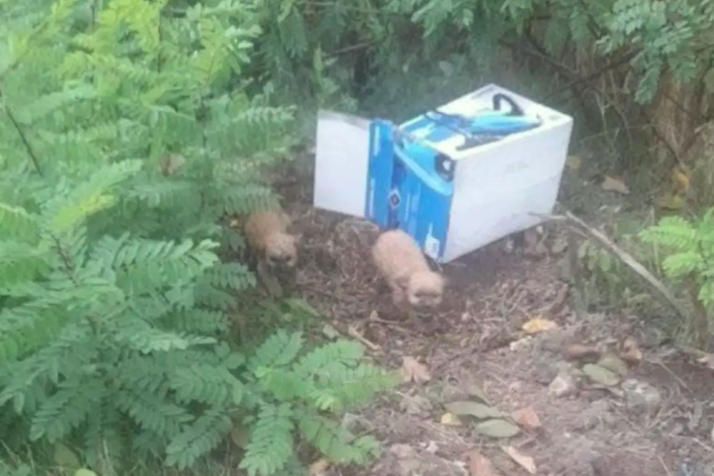 Chiots dans un carton