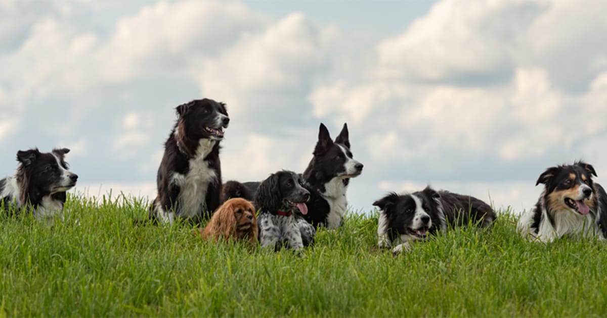Un groupe de chiens